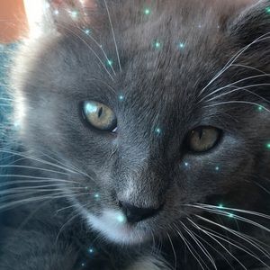 Meet your Posher, Niki